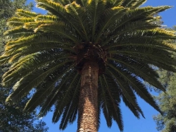 Palm Tree After Pruning