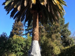 Palm Tree Before Pruning