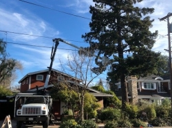 Tree Pruning in Redwood City