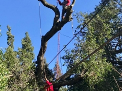 Large Tree Removal - 1