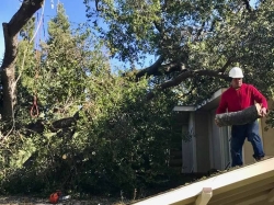 Large Tree Removal - 2