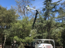 Tree Removal - 1