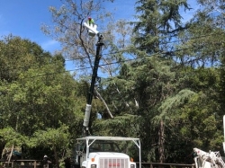 Tree Removal - 2