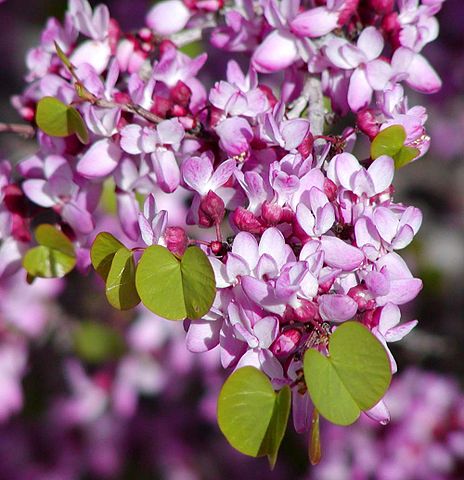 BEST TREES TO PLANT IN CENTRAL CALIFORNIA intelligence overview