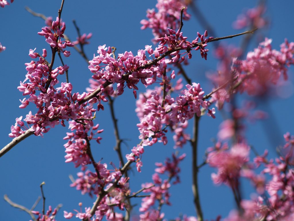 5 Best Trees to Plant in California Econo Tree Service, Inc.