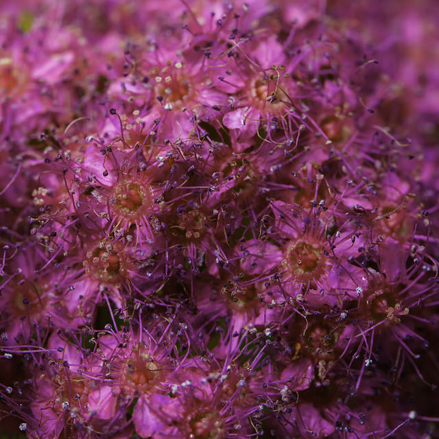 4 Things to Know About Deep Watering Trees Econo Tree Service, Inc.