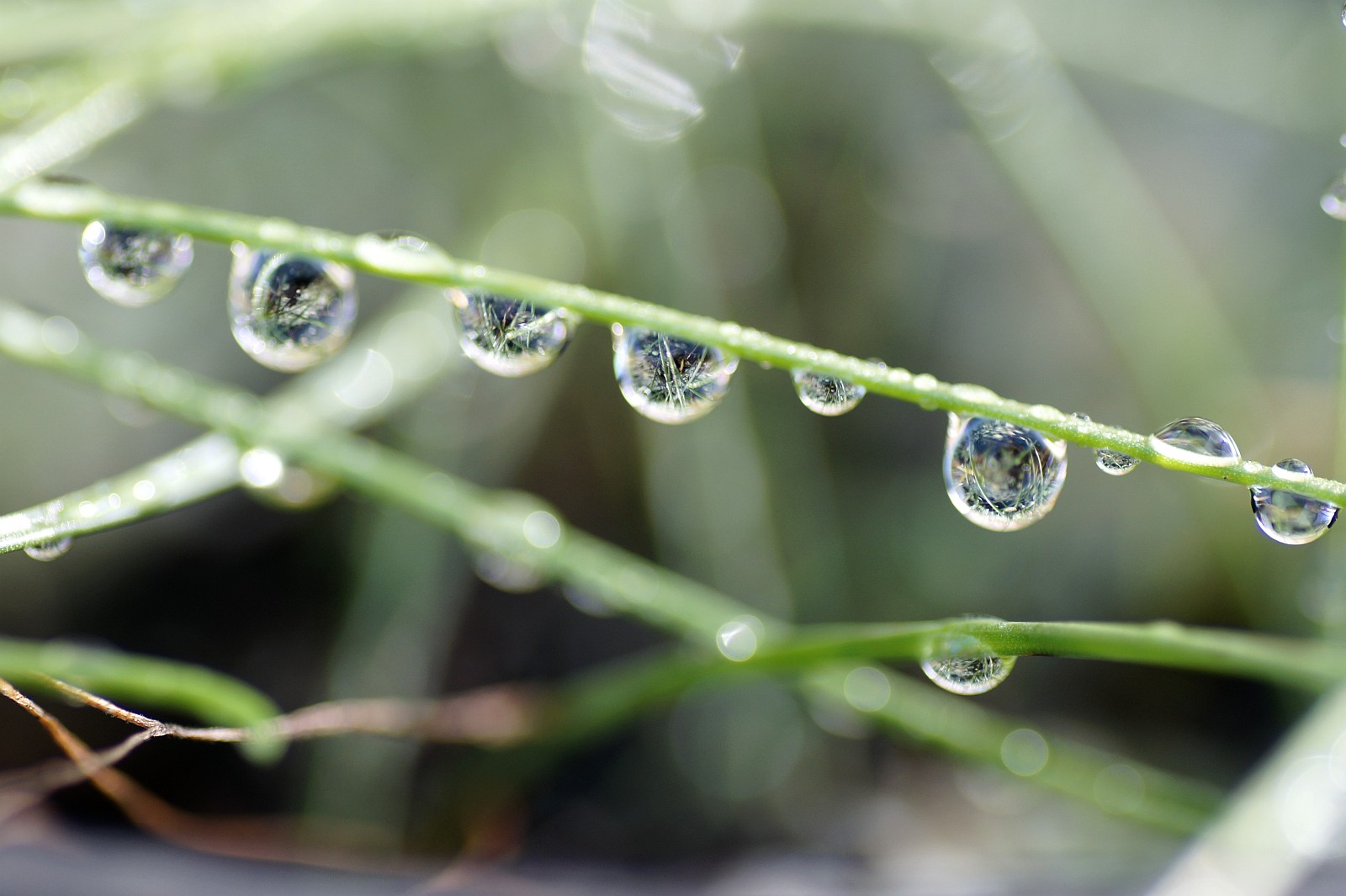 4 Things to Know About Deep Watering Trees Econo Tree Service, Inc.